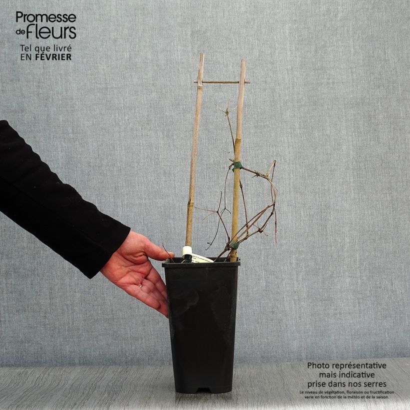 Clematis jackmanii Superba Maceta 2L/3L Ejemplar entregado en invierno