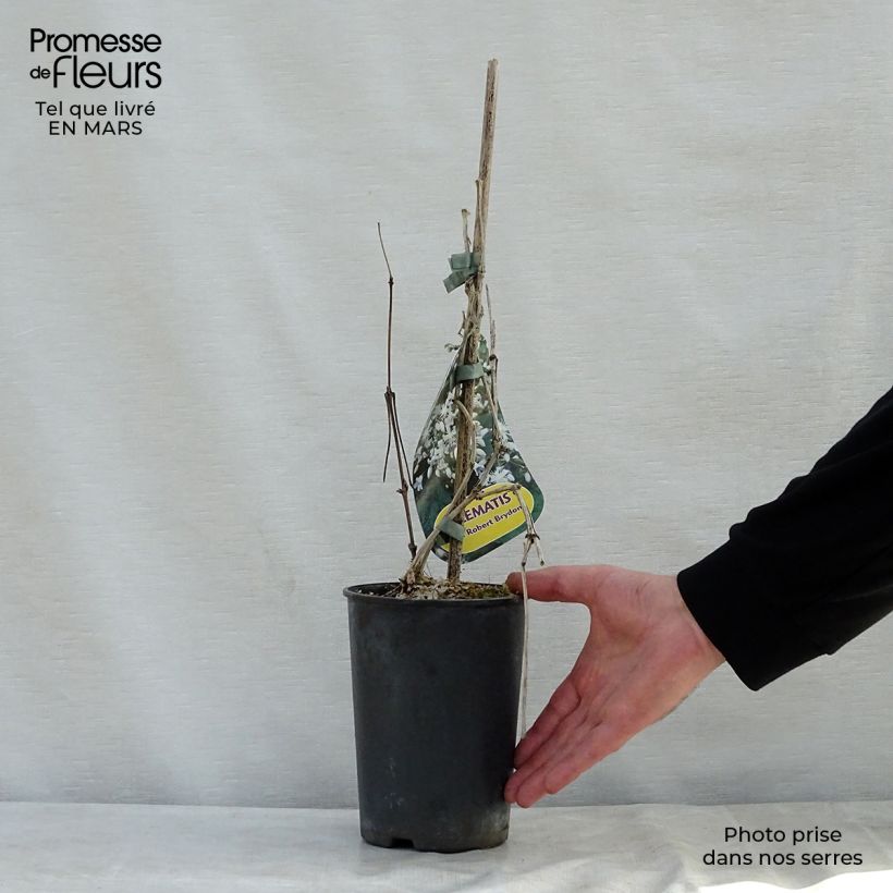 Clematis jouiniana Robert Brydon Maceta 2L/3L Ejemplar entregado en la primavera