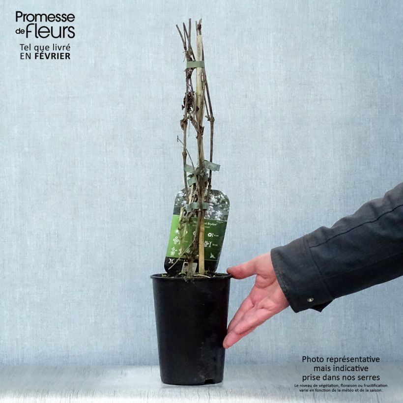 Clematis jouiniana Robert Brydon Maceta 2L/3L Ejemplar entregado en invierno