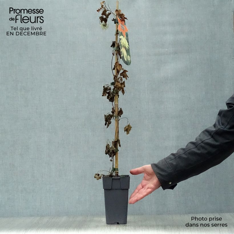 Clematis koreana Amber Maceta 2L/3L Ejemplar entregado en invierno