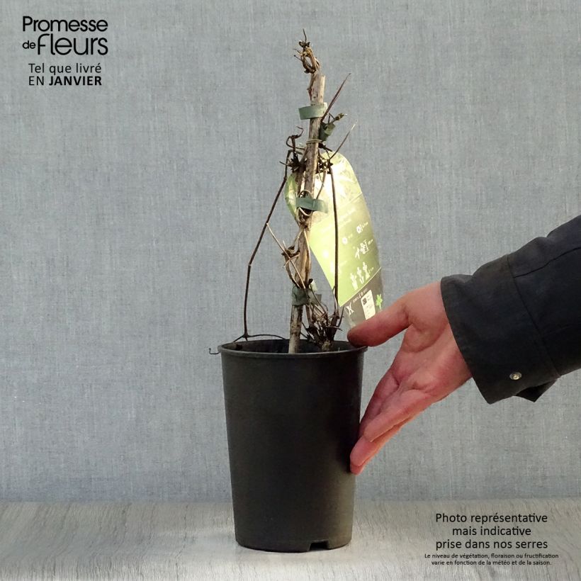 Clematis macropetala Broughton Bride Maceta 2L/3L Ejemplar entregado en invierno