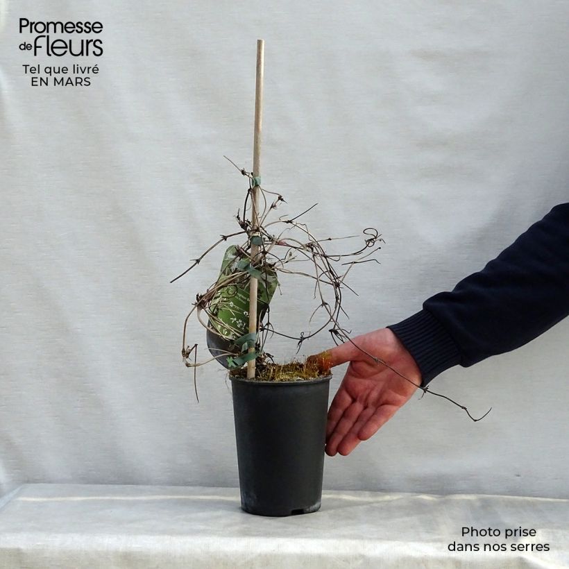 Clematis macropetala Broughton Bride Maceta 2L/3L Ejemplar entregado en la primavera