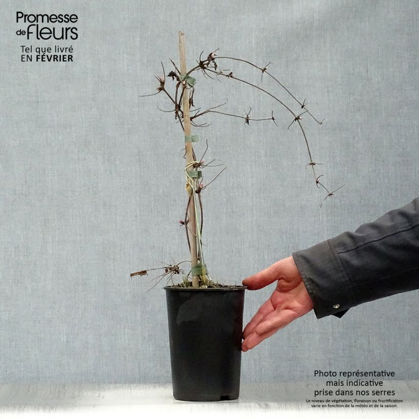 Clematis macropetala Markham's Pink Maceta 2L/3L Ejemplar entregado en invierno