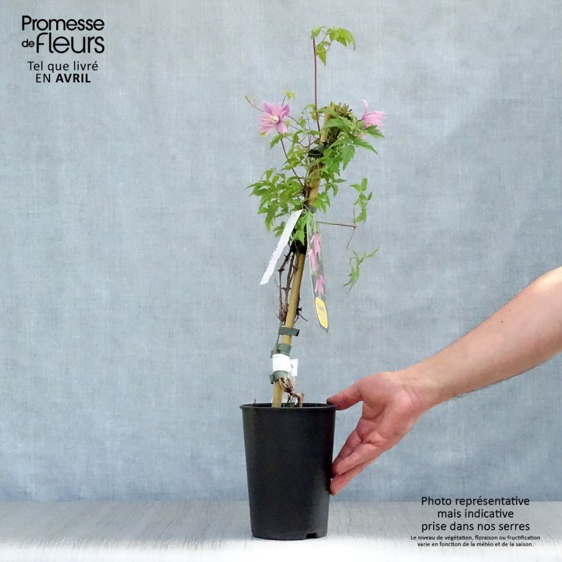 Clematis macropetala Markham's Pink Maceta 2L/3L Ejemplar entregado en la primavera