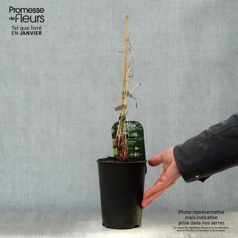 Clematis flammula mandshurica - Clemátide olorosa Maceta 2L/3L Ejemplar entregado en invierno