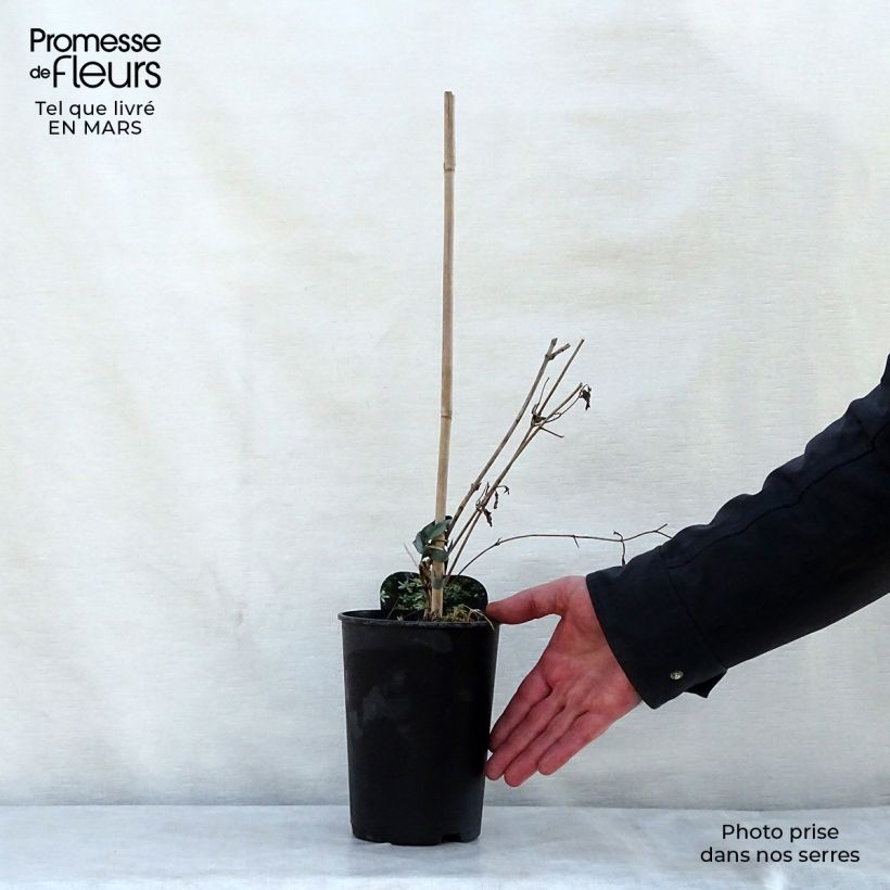 Clematis flammula mandshurica - Clemátide olorosa Maceta 2L/3L Ejemplar entregado en la primavera