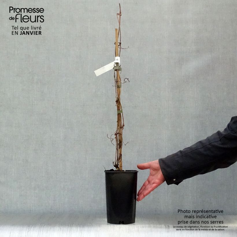 Clematis montana Elizabeth Maceta 2L/3L Ejemplar entregado en invierno