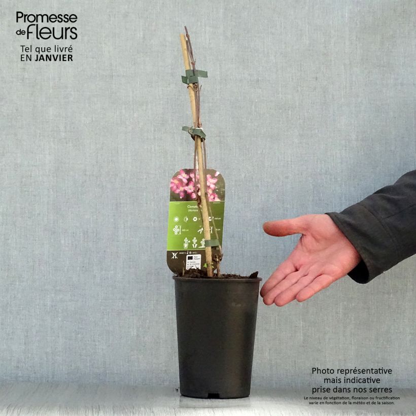 Clematis montana Freda Maceta 2L/3L Ejemplar entregado en invierno