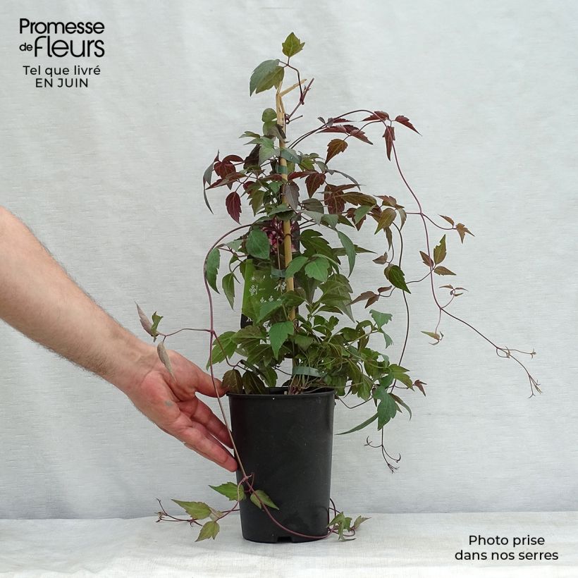 Ejemplar de Clematis montana Freda Maceta 2L/3L entregado en verano