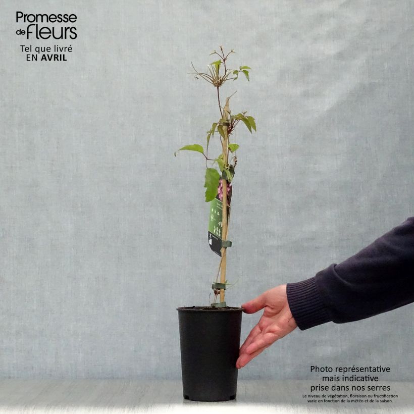 Clematis montana Freda Maceta 2L/3L Ejemplar entregado en la primavera