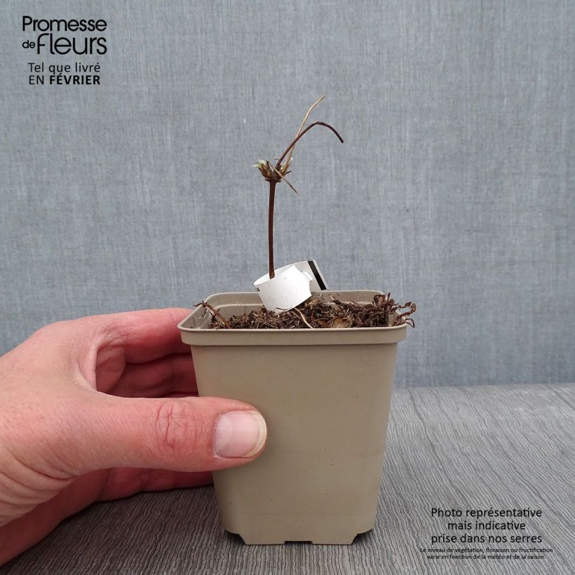 Clematis montana Grandiflora Maceta de 8/9 cm Ejemplar entregado en invierno