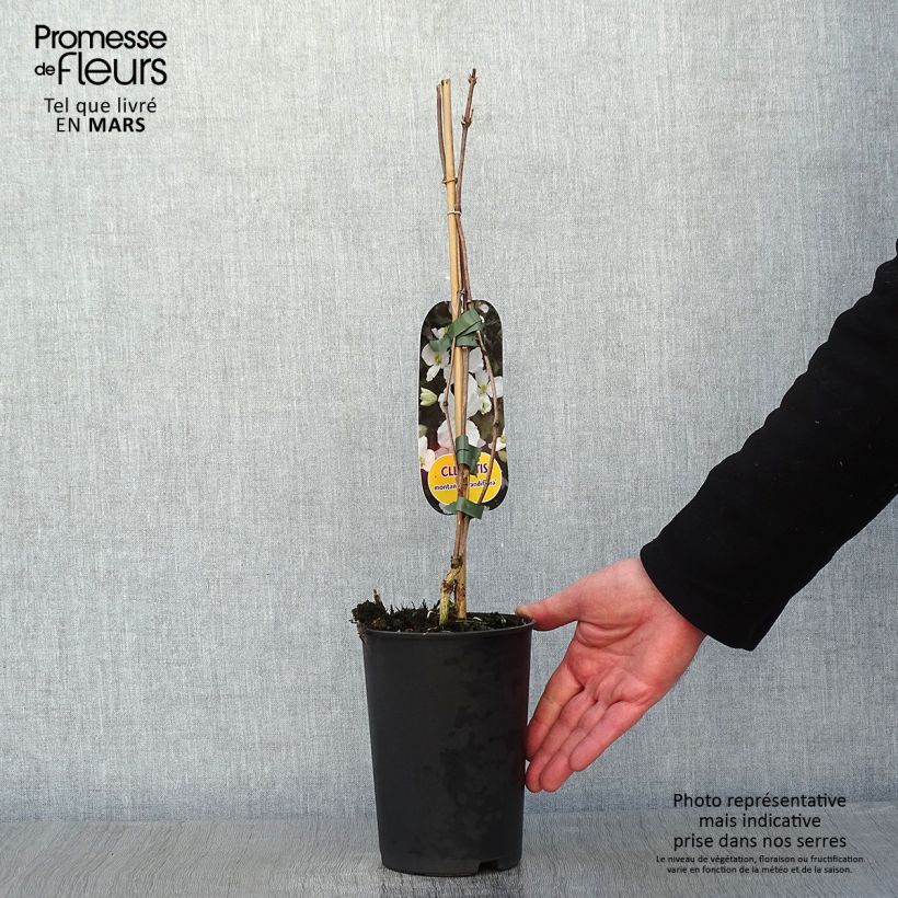 Clematis montana Grandiflora Maceta 1,5L/2L Ejemplar entregado en invierno