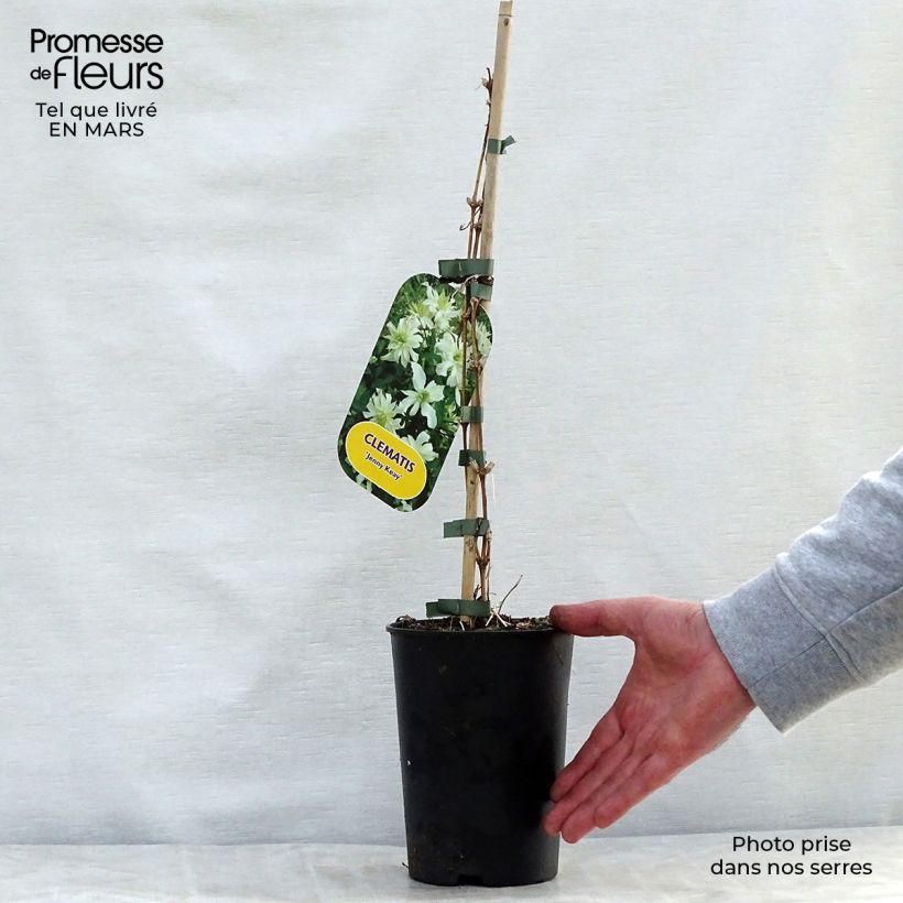 Clematis Jenny Keay Maceta 2L/3L Ejemplar entregado en la primavera