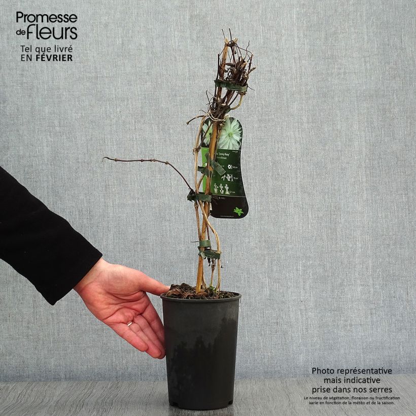 Clematis Jenny Keay Maceta 2L/3L Ejemplar entregado en invierno