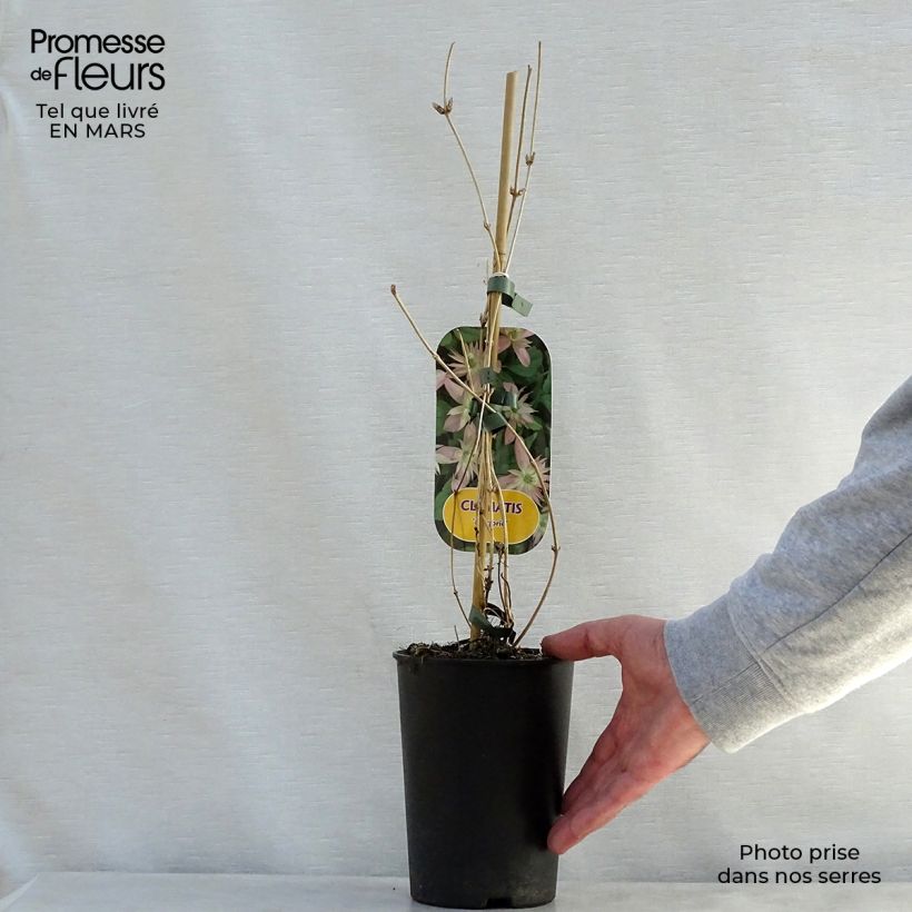 Clematis montana Marjorie Maceta 2L/3L Ejemplar entregado en la primavera