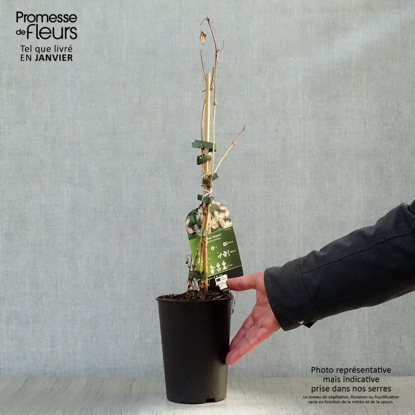 Clematis montana Marjorie Maceta 2L/3L Ejemplar entregado en invierno