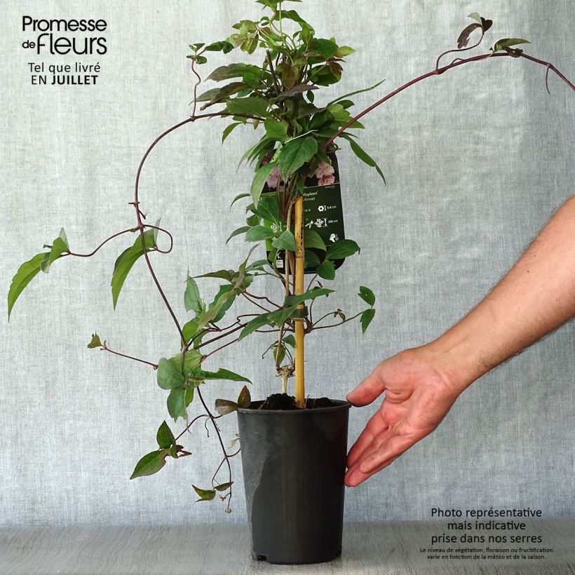 Ejemplar de Clematis montana Mayleen Maceta 2L/3L entregado en verano
