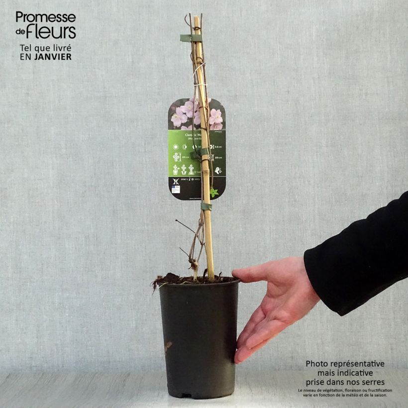 Clematis montana Mayleen Maceta 2L/3L Ejemplar entregado en invierno