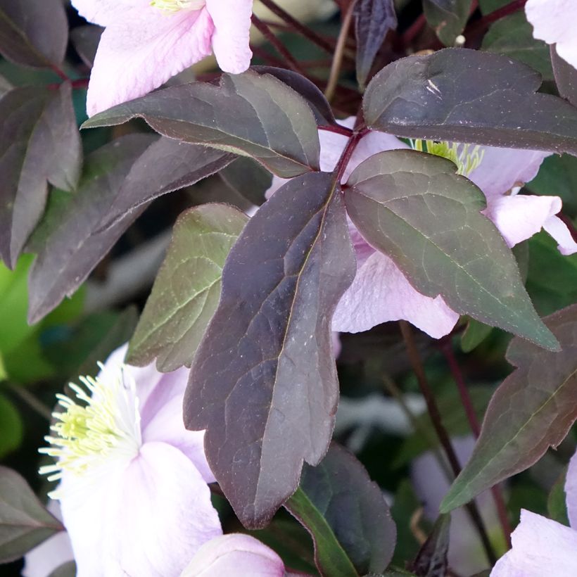 Clematis montana Mayleen (Follaje)