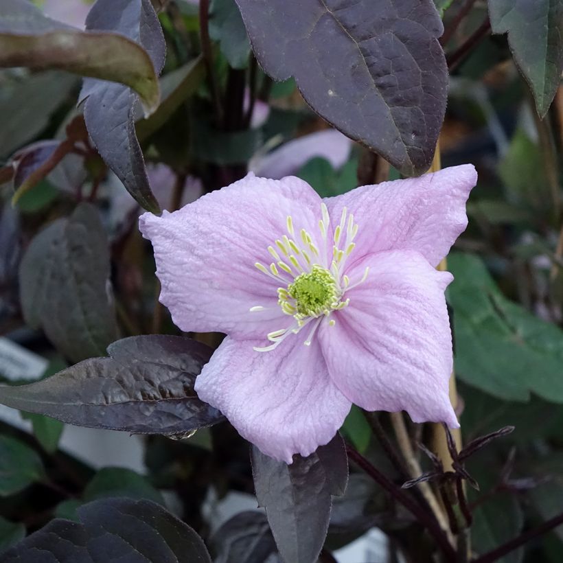 Clematis montana Mayleen (Floración)