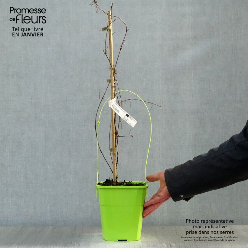 Clematis montana Rosebud Maceta 3L/4L Ejemplar entregado en invierno