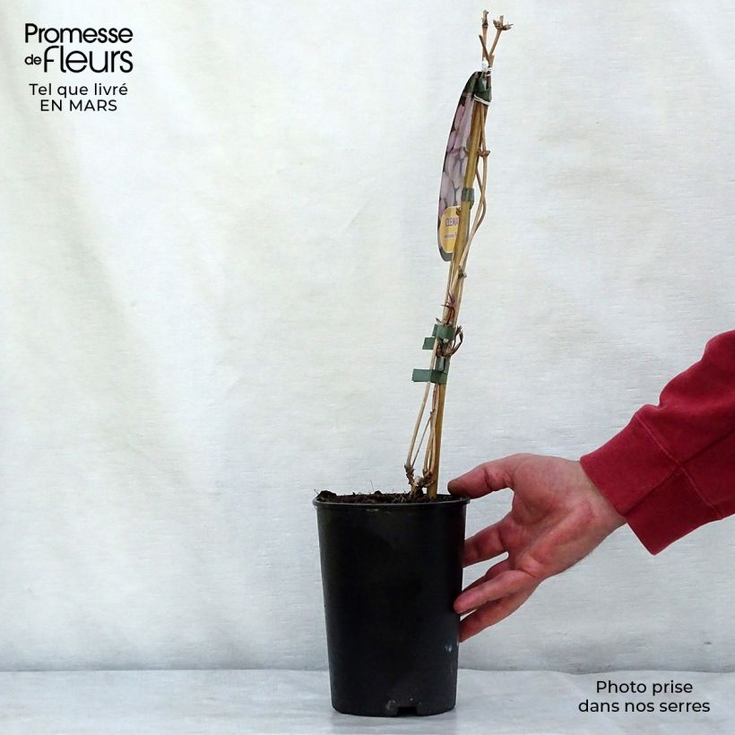 Clematis montana Rubens Maceta 1,5L/2L Ejemplar entregado en invierno