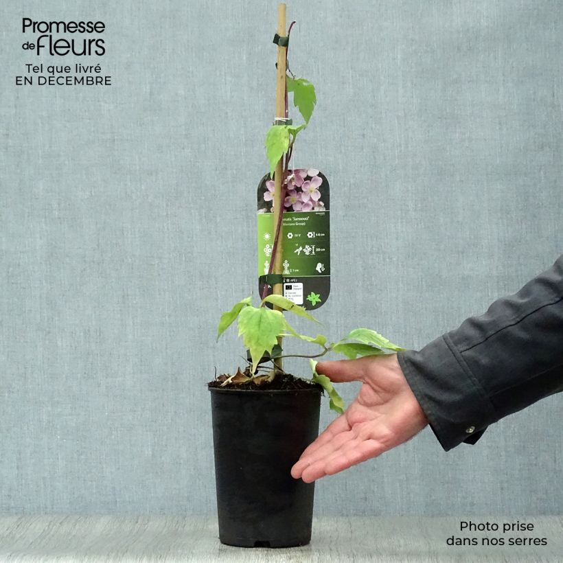 Clematis Sanssouci Maceta 2L/3L Ejemplar entregado en invierno