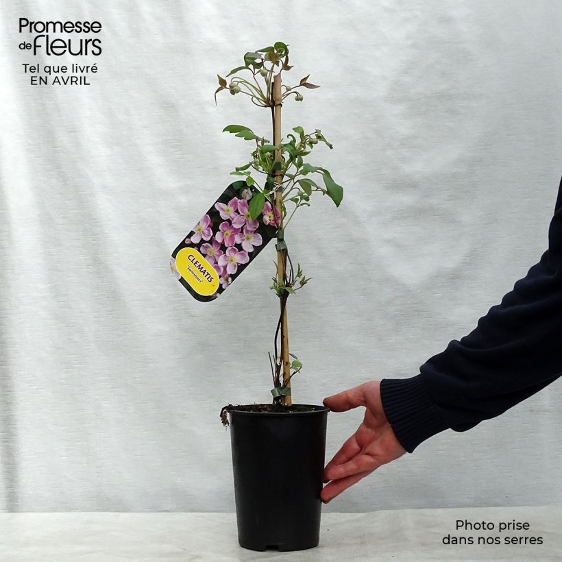 Clematis Sanssouci Maceta 2L/3L Ejemplar entregado en la primavera