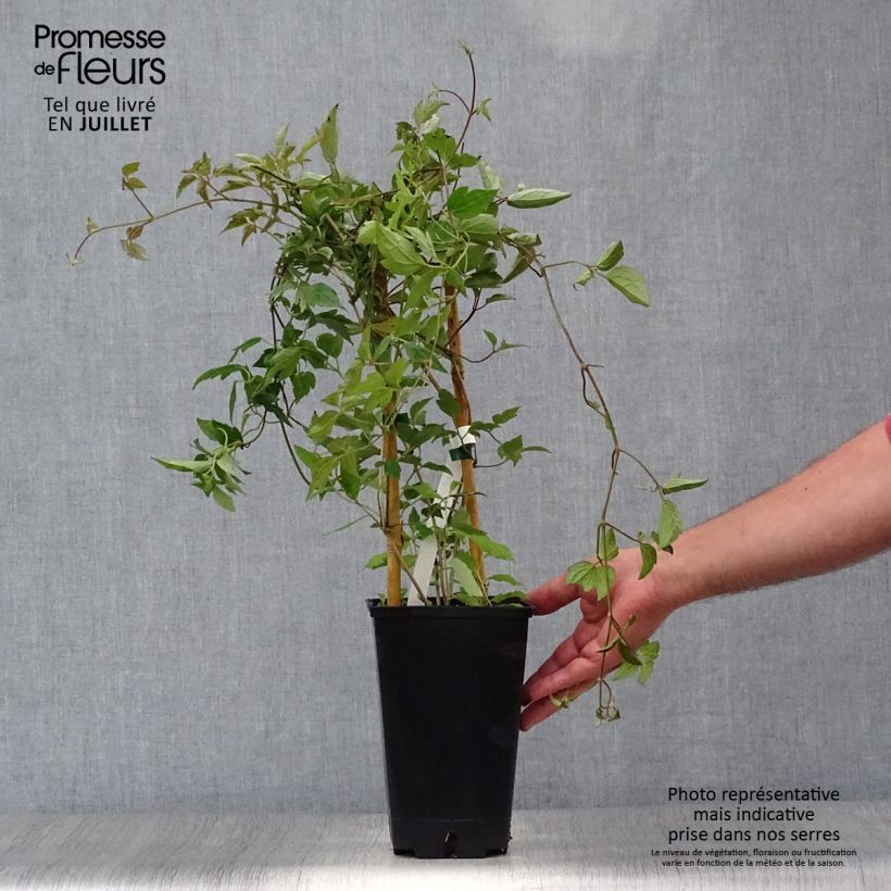 Ejemplar de Clematis montana Spooneri Maceta 2L/3L entregado en verano
