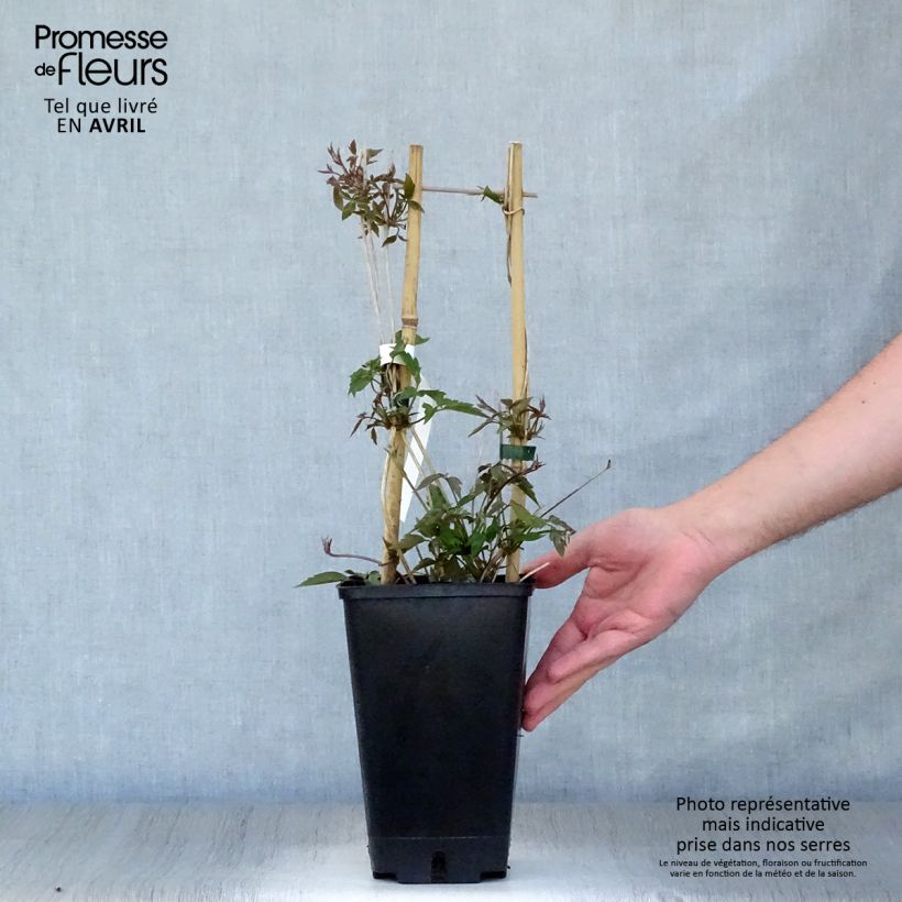 Clematis montana Spooneri Maceta 2L/3L Ejemplar entregado en la primavera