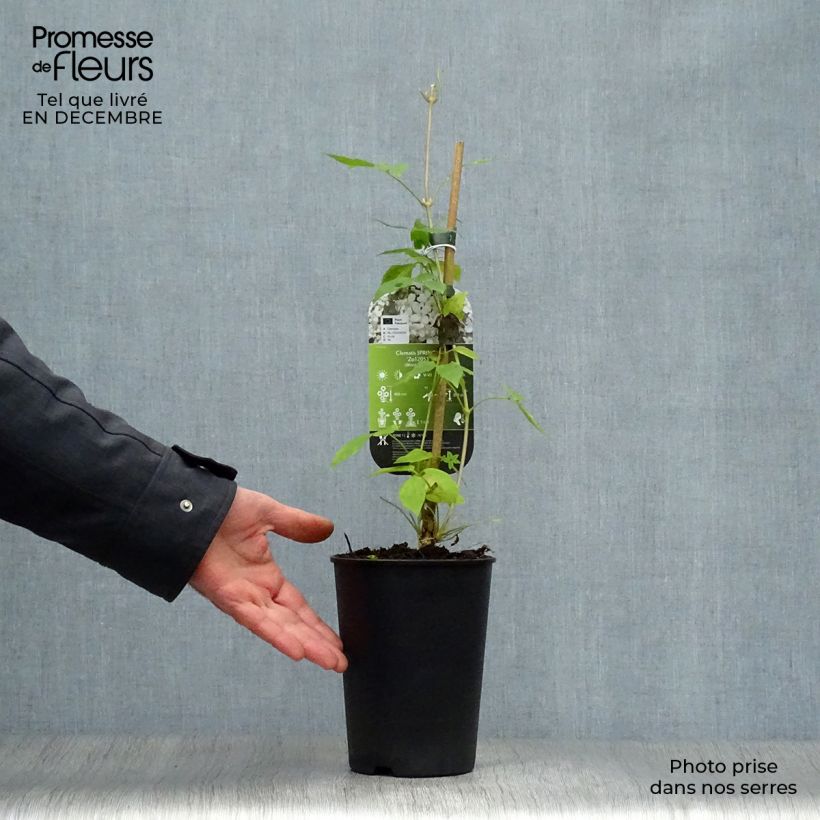Clematis montana Spring Joy Maceta 2L/3L Ejemplar entregado en invierno