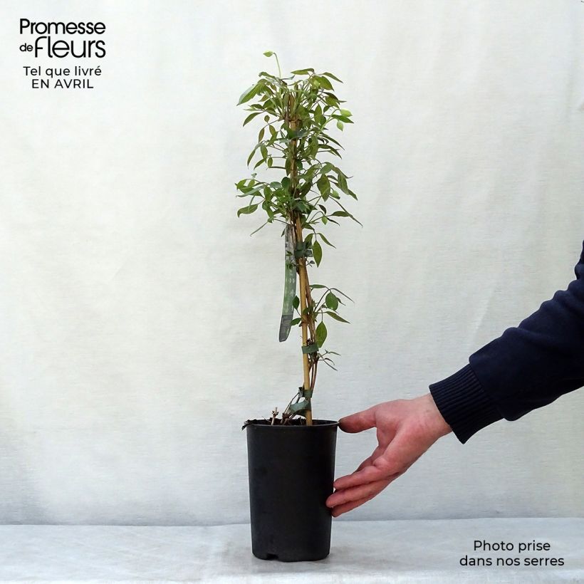 Clematis montana Spring Joy Maceta 2L/3L Ejemplar entregado en la primavera