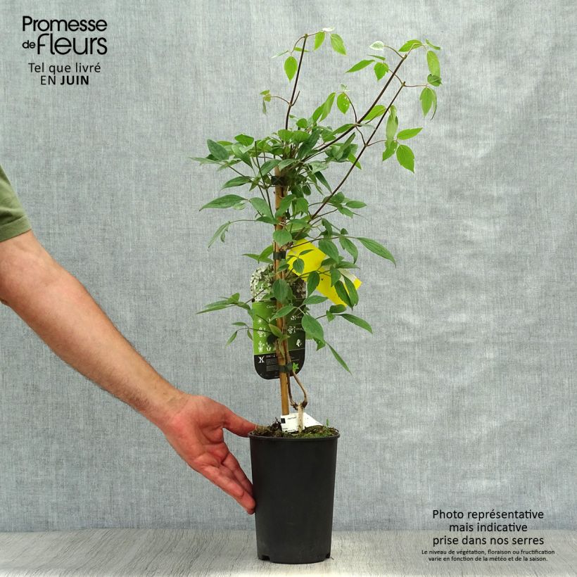 Ejemplar de Clematis montana Spring Joy Maceta 2L/3L entregado en verano