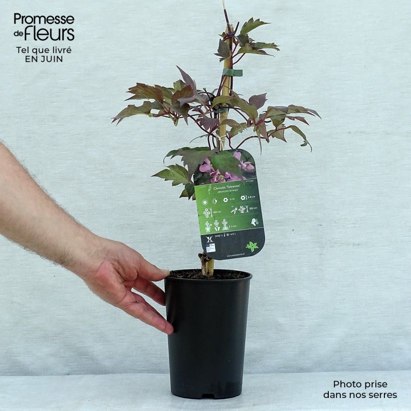 Ejemplar de Clematis montana Tetrarose Maceta 2L/3L entregado en verano