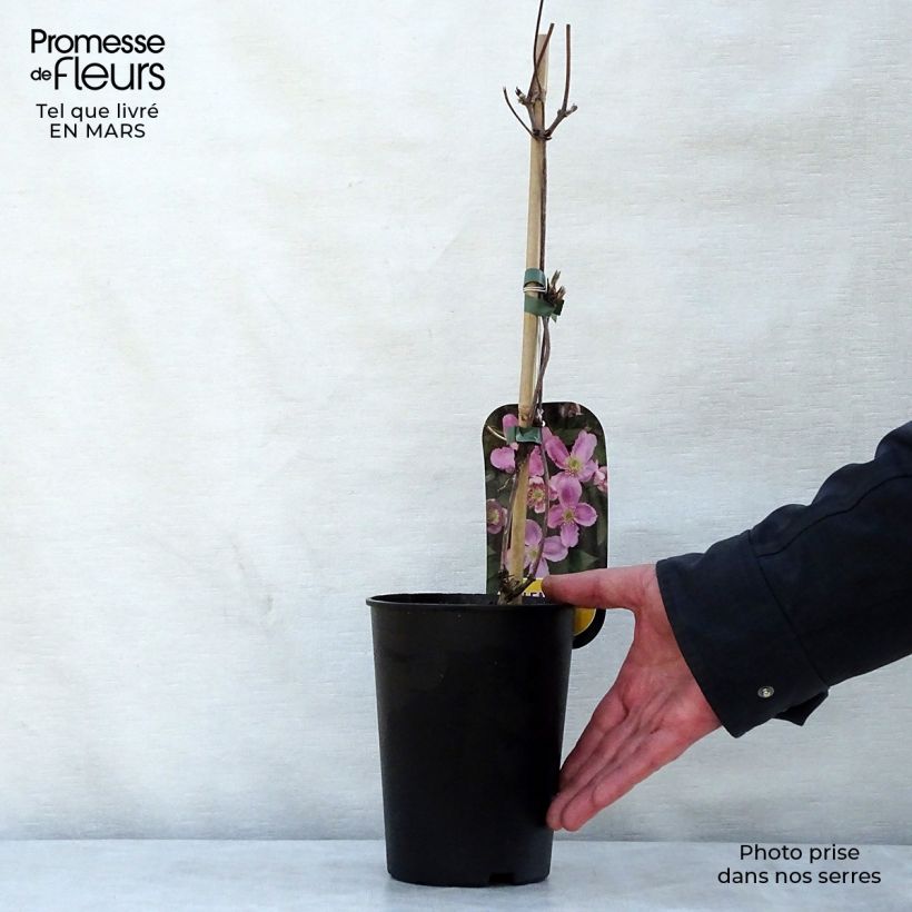 Clematis montana Tetrarose Maceta 2L/3L Ejemplar entregado en la primavera