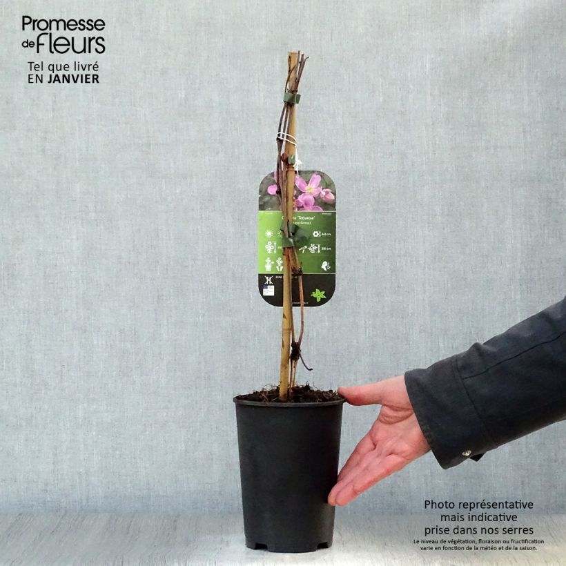 Clematis montana Tetrarose Maceta 2L/3L Ejemplar entregado en invierno