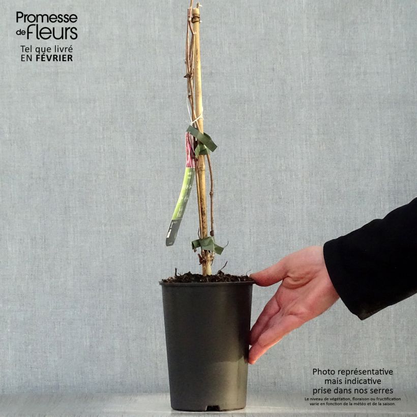 Clematis montana Van Gogh Maceta 2L/3L Ejemplar entregado en invierno