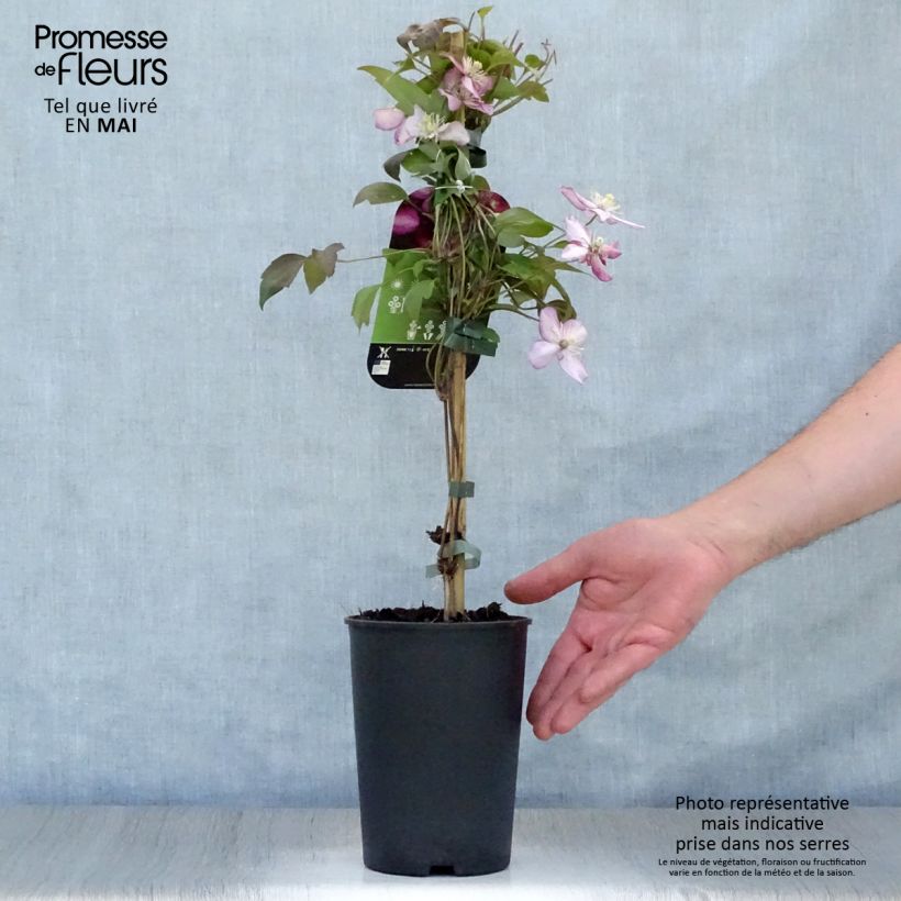 Clematis montana Van Gogh Maceta 2L/3L Ejemplar entregado en la primavera