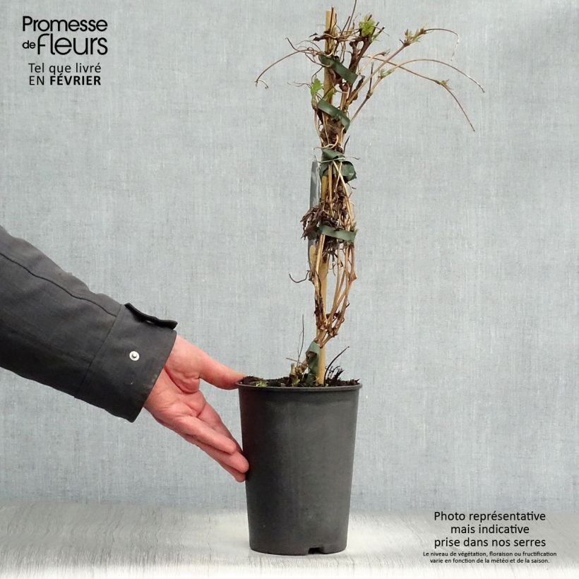 Clematis montana Wilsonii Maceta 2L/3L Ejemplar entregado en invierno