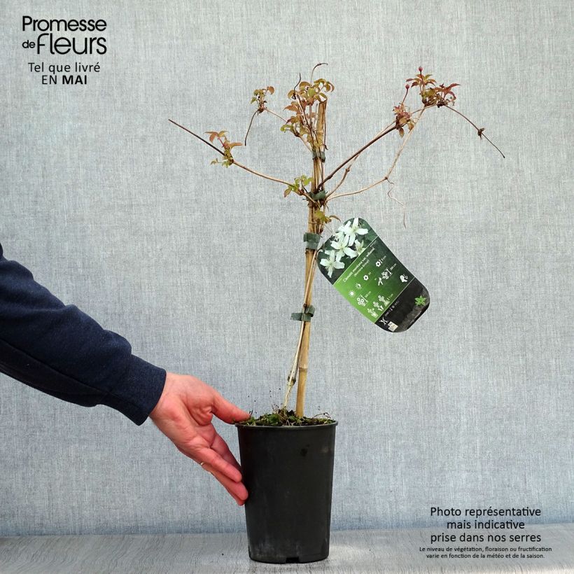 Clematis montana Wilsonii Maceta 2L/3L Ejemplar entregado en la primavera