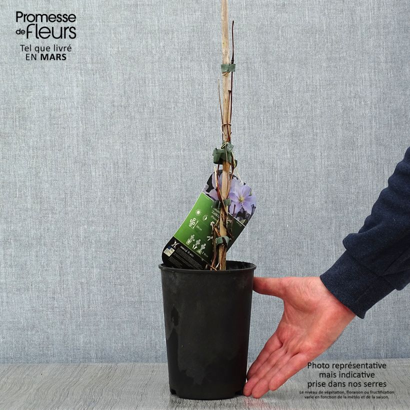 Clematis Spotlight Maceta 2L/3L Ejemplar entregado en invierno