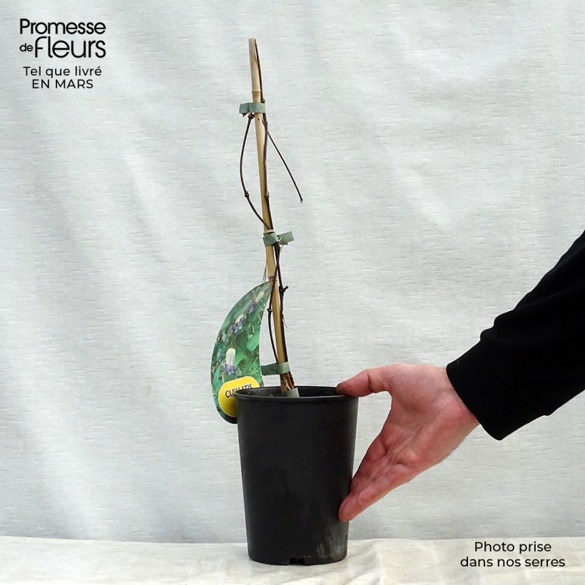 Clematis viorna Pitcheri Maceta 2L/3L Ejemplar entregado en la primavera