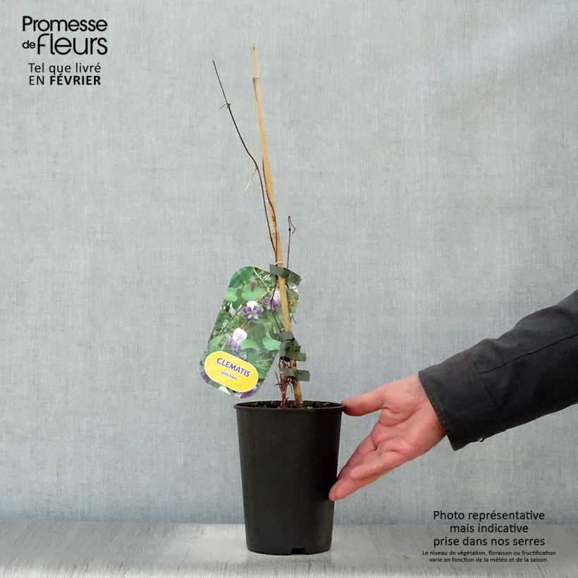 Clematis viorna Pitcheri Maceta 2L/3L Ejemplar entregado en invierno
