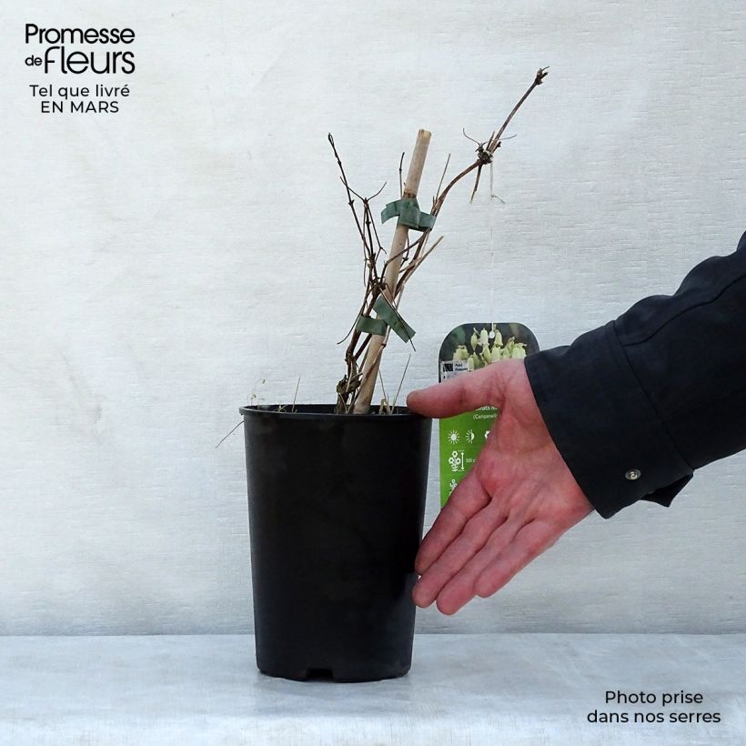 Clematis rehderiana Maceta 2L/3L Ejemplar entregado en la primavera