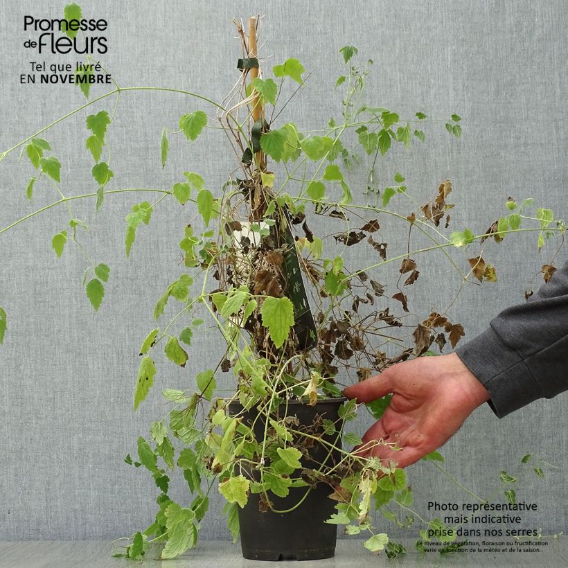 Ejemplar de Clematis rehderiana Maceta 2L/3L entregado en otoño