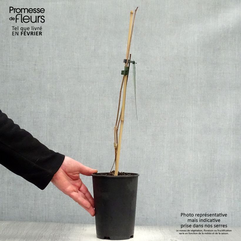 Clematis stans Maceta 2L/3L Ejemplar entregado en invierno