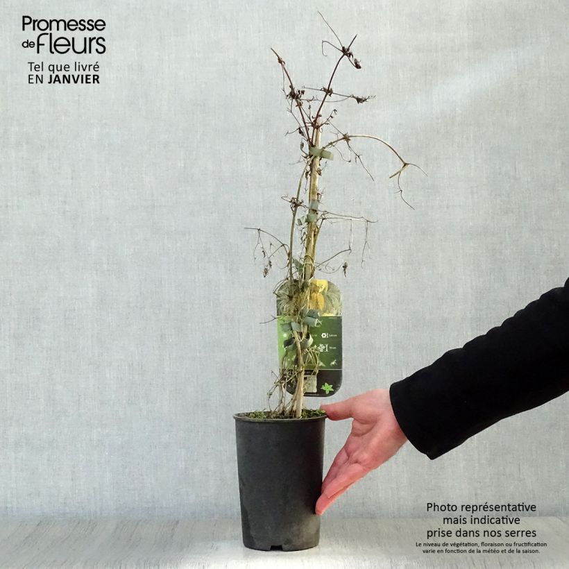 Clematis tangutica Aureolin Maceta 2L/3L Ejemplar entregado en invierno