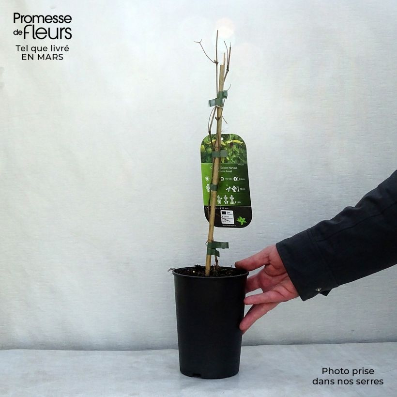 Clematis tangutica Golden Harvest Maceta 2L/3L Ejemplar entregado en invierno