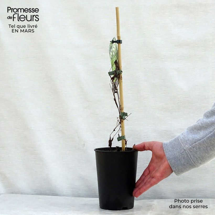 Clematis tangutica Grace Maceta 2L/3L Ejemplar entregado en la primavera