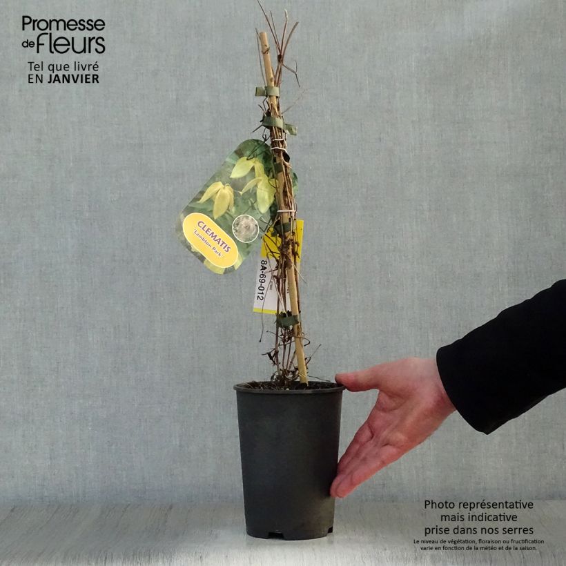 Clematis tangutica Lambton Park Maceta 2L/3L Ejemplar entregado en invierno